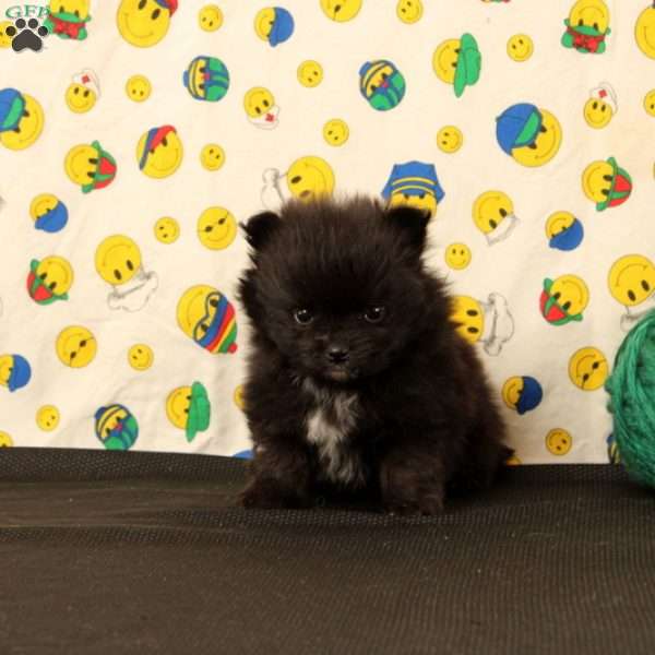 Dorman, Pomeranian Puppy